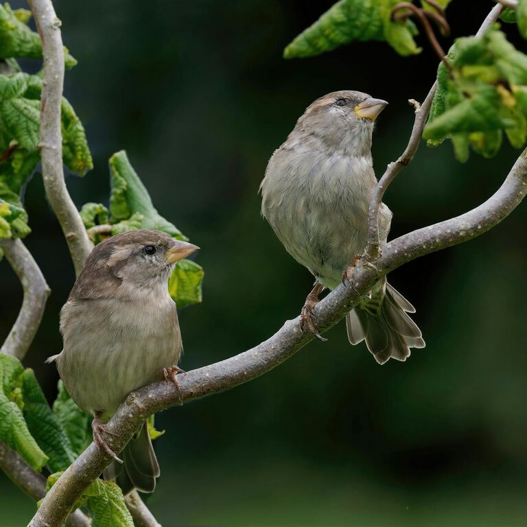 Beginner Tips for Backyard Birdwatching: Enjoy Nature at Home